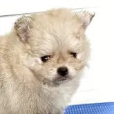 ポメラニアン