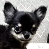 チワワ(ロング)