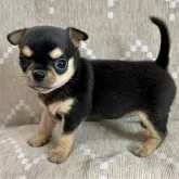 チワワ(スムース)