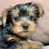 ヨークシャーテリア【香川県・男の子・2025年9月21日・スチールブルータン】の写真1「体重は850ｇです。」