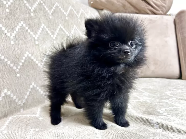 ポメラニアンの人専用 特別販売】ポメラニアン チャンピオン男の子 セカンドホーム