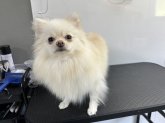 ポメラニアン【・女の子・2023年6月17日・クリーム】