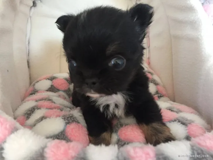 ID：1701-01928の子犬