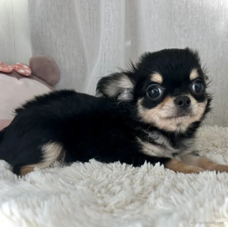 ID:2305-05264の子犬
