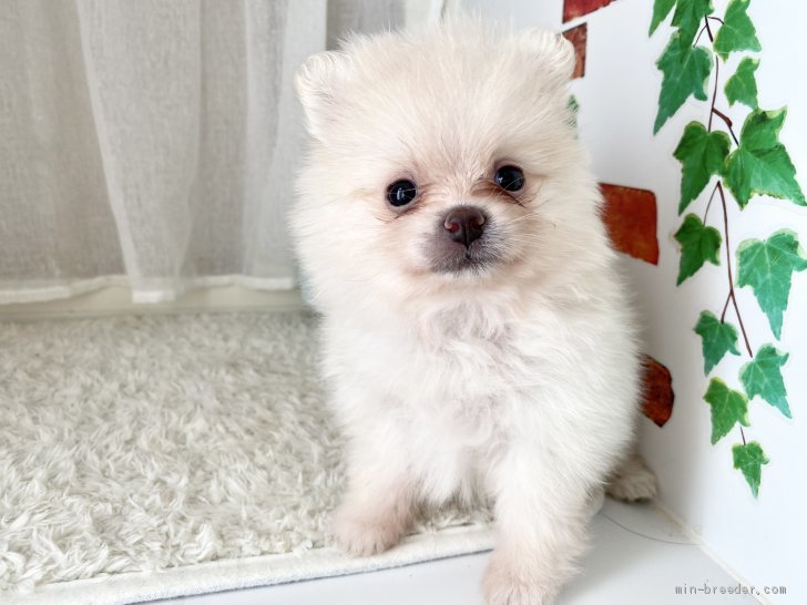 ポメラニアン 香川県 女の子 21年4月25日 クリーム モフモフなワタシy ﻌ Y ワン みんなのブリーダー 子犬id 2106 ポメラニアン 香川県 女の子 21年4月25日 クリーム モフモフなワタシy ﻌ Y ワン みんなのブリーダー 子犬id 2106