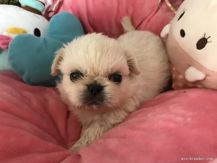 小太郎のお母さん🎵 様のお迎えした子犬