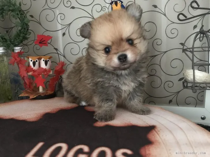 ID:1811-02583の子犬