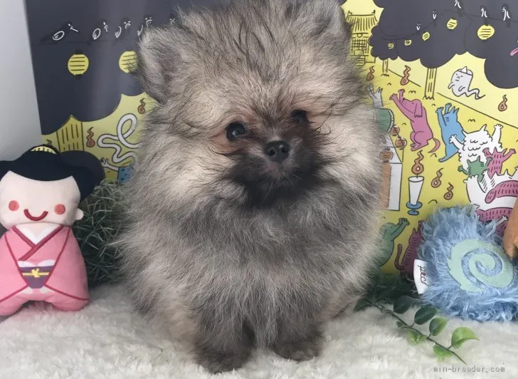 ID：1906-01648の子犬