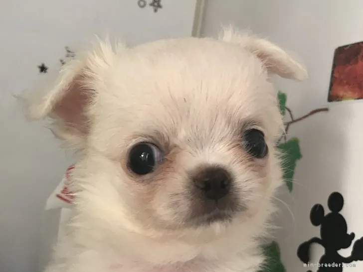 ID:1811-02662の子犬