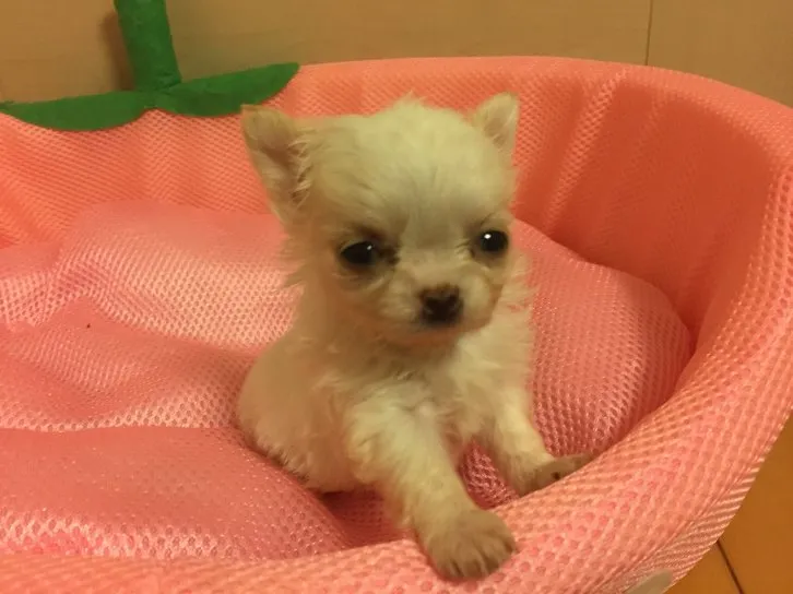 ID：1611-00309の子犬