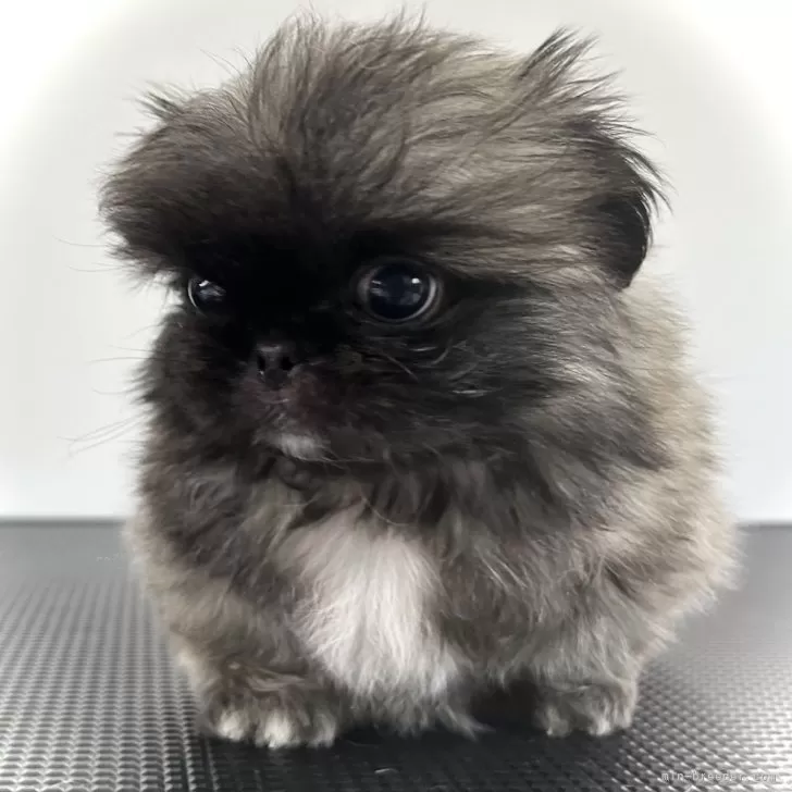 ID：2404-05476の子犬