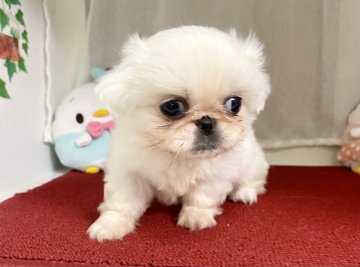 ペキニーズ【香川県・女の子・2021年9月18日・ホワイト】の写真「真っ白な女の子」