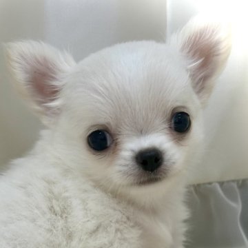 チワワ(ロング)【香川県・男の子・2024年9月6日・ホワイト&クリーム】の写真「ベビーフェイスの男の子です🍀*゜」