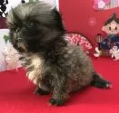ペキニーズ【香川県・女の子・2019年1月6日・フォーン】の写真3