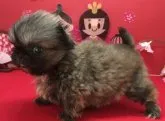 ペキニーズ【香川県・女の子・2019年1月6日・フォーン】の写真5