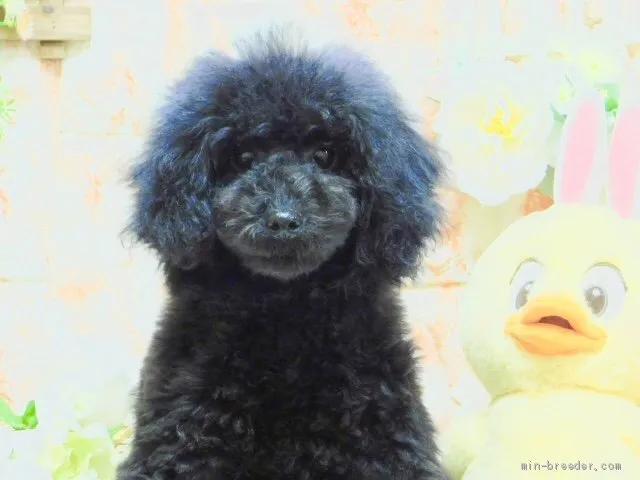 ID:2001-03479の子犬
