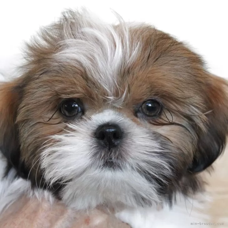 シーズー【千葉県・男の子・2025年8月31日・ホワイト&amp;ゴールド】の写真1