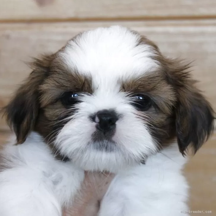 シーズー【千葉県・男の子・2025年8月31日・ホワイト&amp;ゴールド】の写真1