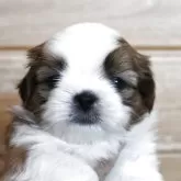 シーズー