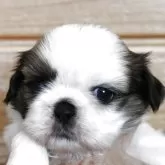 シーズー
