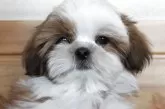 シーズー【千葉県・男の子・2025年1月9日・ホワイト&ゴールド】の写真2
