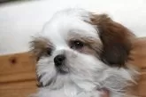 シーズー【千葉県・男の子・2025年1月9日・ホワイト&ゴールド】の写真5