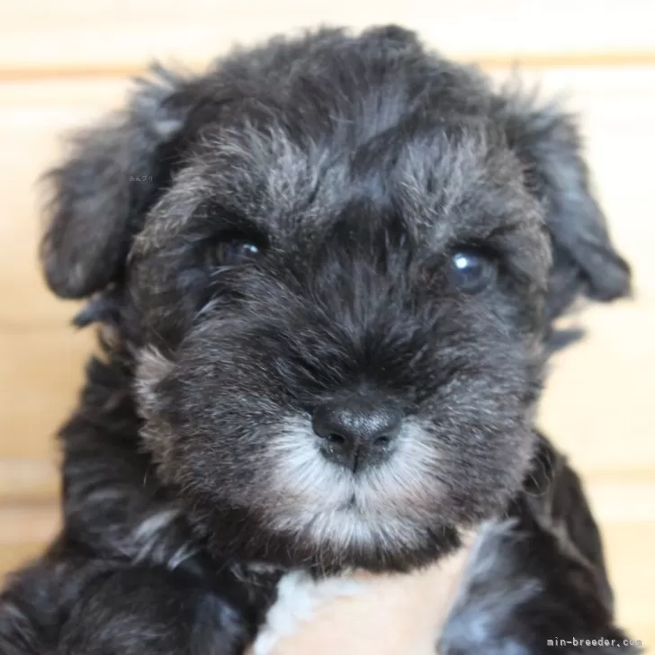 ID：2408-00270の子犬