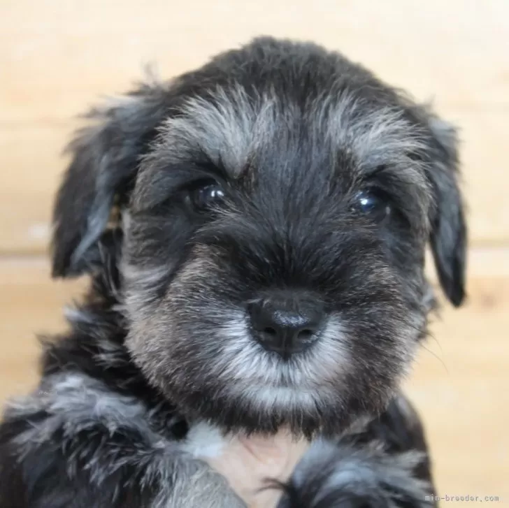 ID：2408-00274の子犬