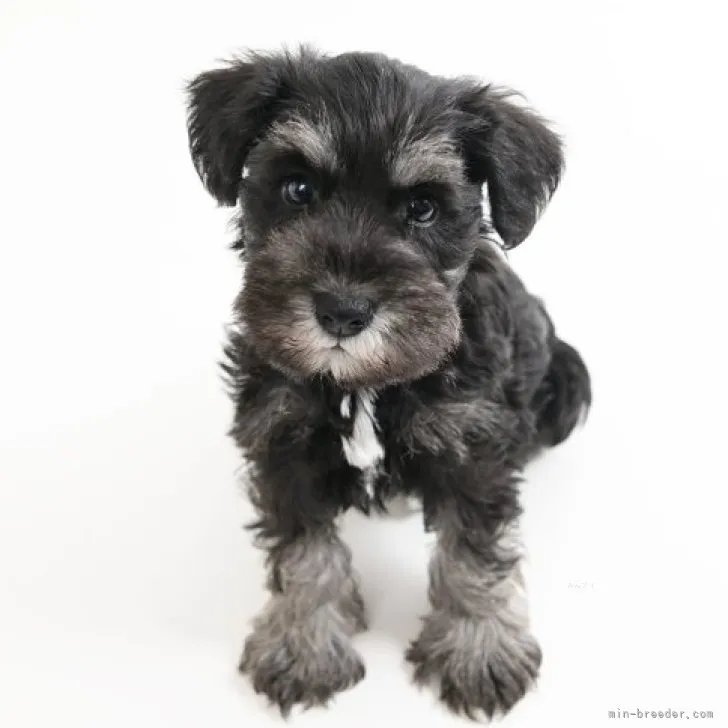 ID：2310-04493の子犬