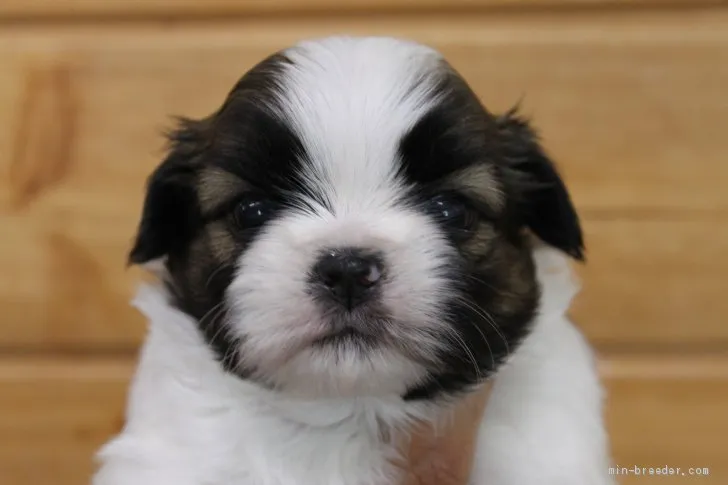 ID：2104-00507の子犬