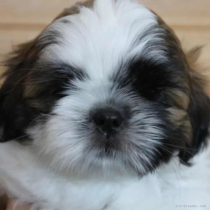 ID：2307-01469の子犬