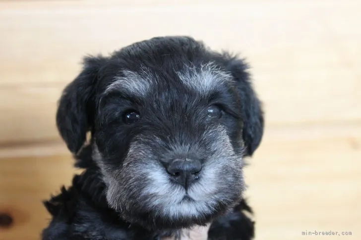 ID:2111-02193の子犬