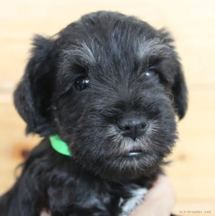 ID：2306-03086の子犬