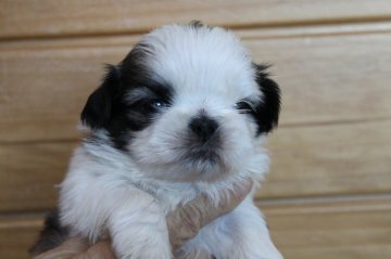 シーズー【千葉県・女の子・2020年11月21日・ホワイト&ゴールド】の写真「おっとり優しい女の子♪」
