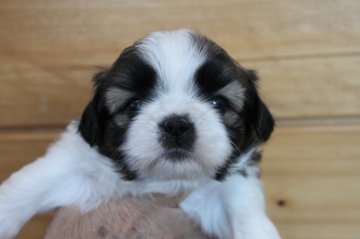 シーズー【千葉県・女の子・2020年9月15日・ホワイト&ゴールド】の写真「優しい顔の女の子♪」