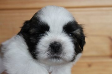 シーズー【千葉県・男の子・2021年5月13日・ホワイト&ゴールド】の写真「☆動画更新☆母親JKCチャンピオン♪」