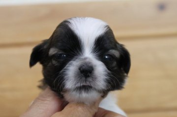 シーズー【千葉県・女の子・2021年3月16日・ホワイト&ゴールド】の写真「小ぶりな女の子♪」