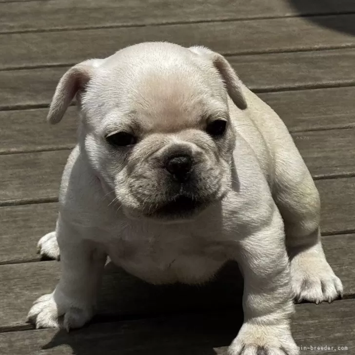 Red 様のお迎えした子犬