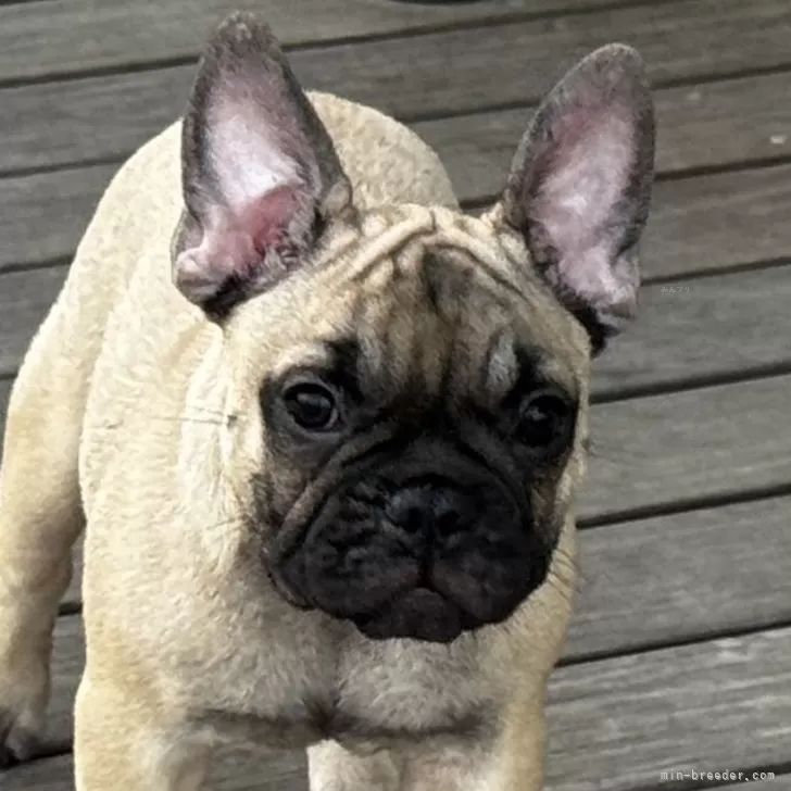 ID：2507-08567の子犬