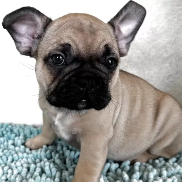 ID：2507-08557の子犬