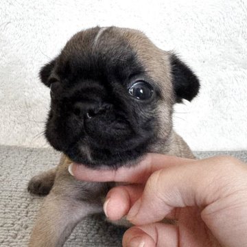 フレンチブルドッグ【東京都・女の子・2025年10月17日・フォーンブラックマスク】の写真「キュート🩷可愛すぎるマスク🩷」