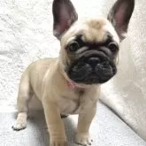 フレンチブルドッグ