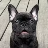 フレンチブルドッグ