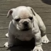 フレンチブルドッグ