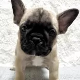 フレンチブルドッグ