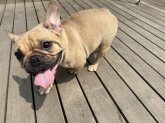 フレンチブルドッグ【・女の子・2023年9月19日・フォーン】
