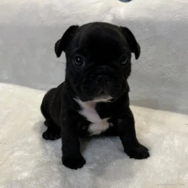 ID:2311-01399の子犬