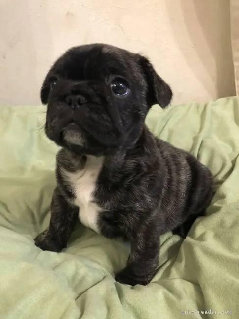 ID：1903-01163の子犬