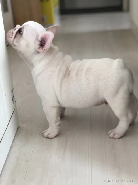 ID：1908-00265の子犬