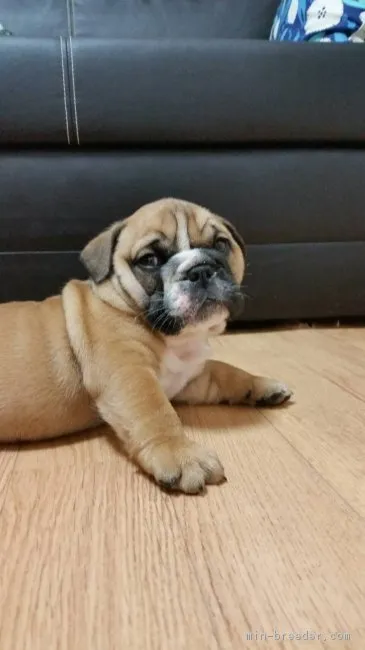ID:1705-00954の子犬